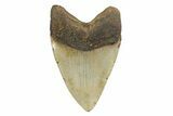Fossil Megalodon Tooth - North Carolina #245902-2